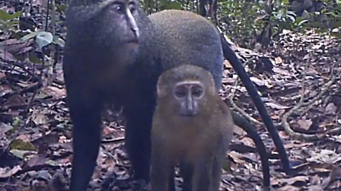 Lesula-Affen (Cercopithecus lomamiensis) sind der Wissenschaft erst seit 2012 bekannt. (Handout) - Bild: Charlene Korchia/-/dpa