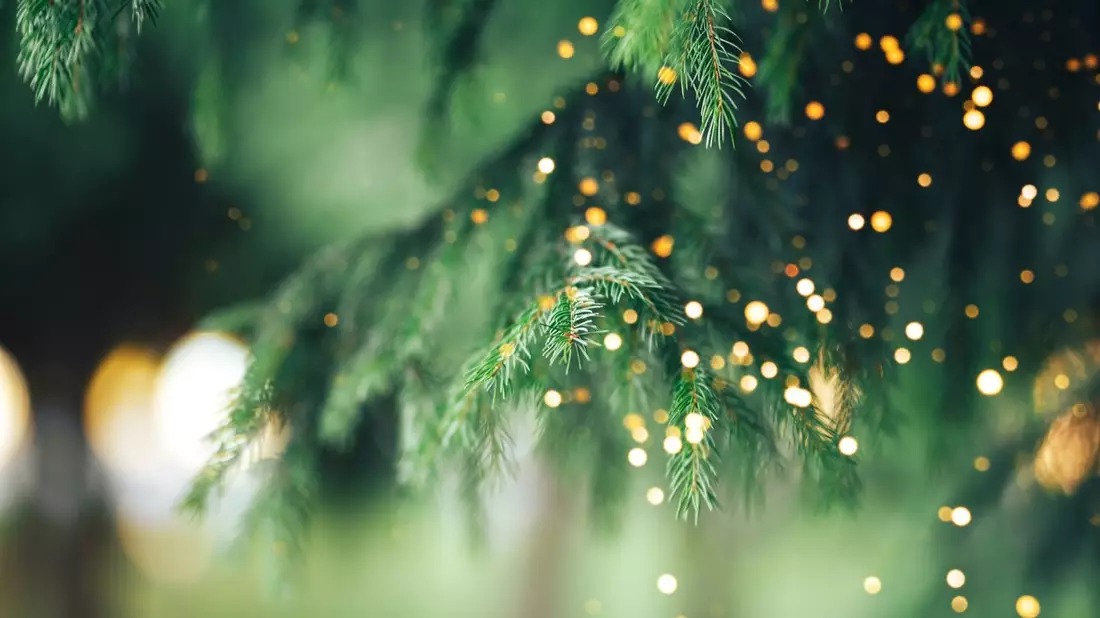 Nachhaltige Weihnachtsbäume - Bild: presseportal.de