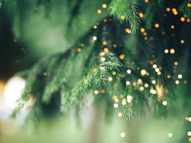 Nachhaltige Weihnachtsbäume - Foto: presseportal.de