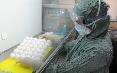 Grippeimpfstoffe werden zumeist mit Hühnereiern hergestellt. (Archivbild) - Foto: Ralf Hirschberger/dpa-Zentralbild/dpa