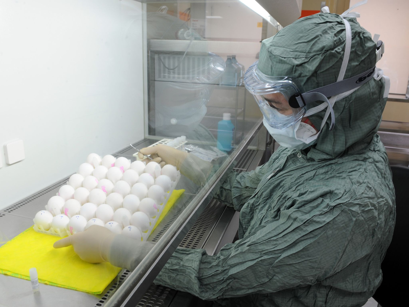 Grippeimpfstoffe werden zumeist mit HĂŒhnereiern hergestellt. (Archivbild) - Foto: Ralf Hirschberger/dpa-Zentralbild/dpa