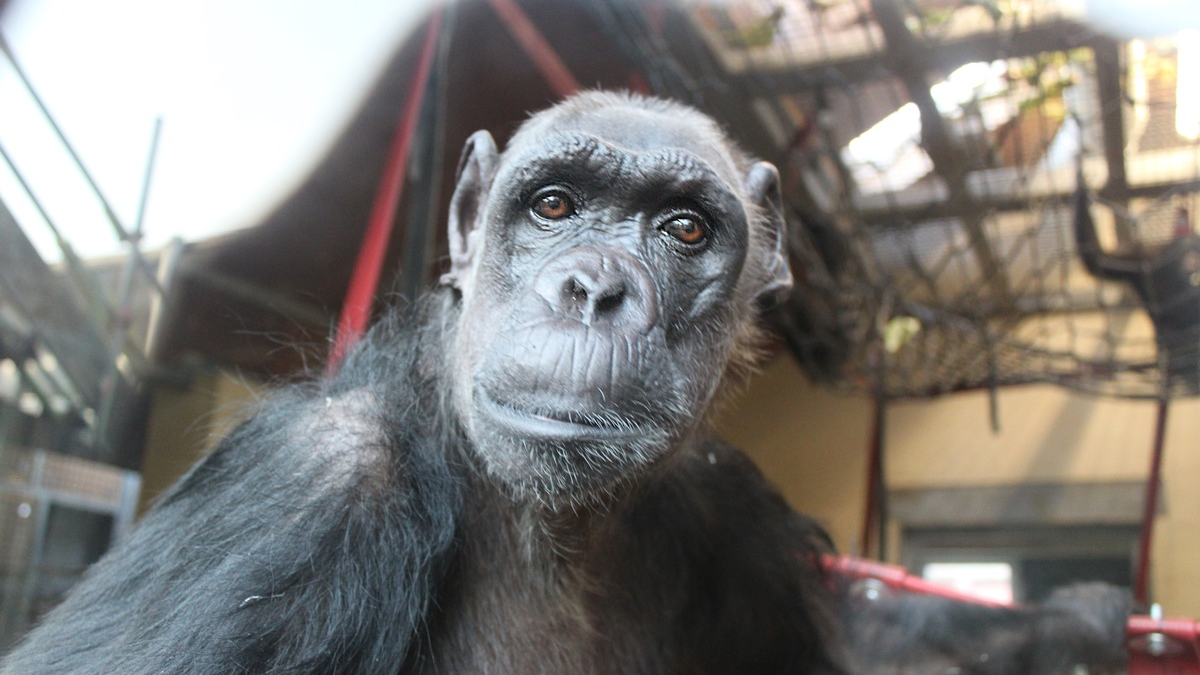 Die ungewöhnlichsten DHL-Lieferungen 2024 / Ein besonderer Jahresrückblick des Weltmarktführers der Logistik - Foto: presseportal.de