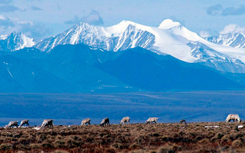 Betroffen von den Klimaveränderungen in der Arktis sind auch die Rentiere (Archivbild). - Foto: -/AP/dpa