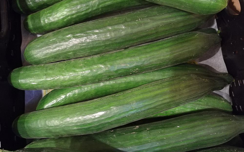 Gurken (Archiv) - Foto: über dts Nachrichtenagentur