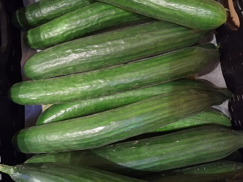 Gurken (Archiv) - Foto: über dts Nachrichtenagentur