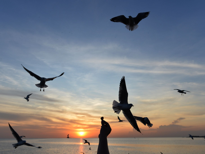 Sonnige Reiseziele wie Thailand sind laut Dertour in diesem Winter besonders gefragt. (Archivbild) - Foto: Rachen Sageamsak/XinHua/dpa