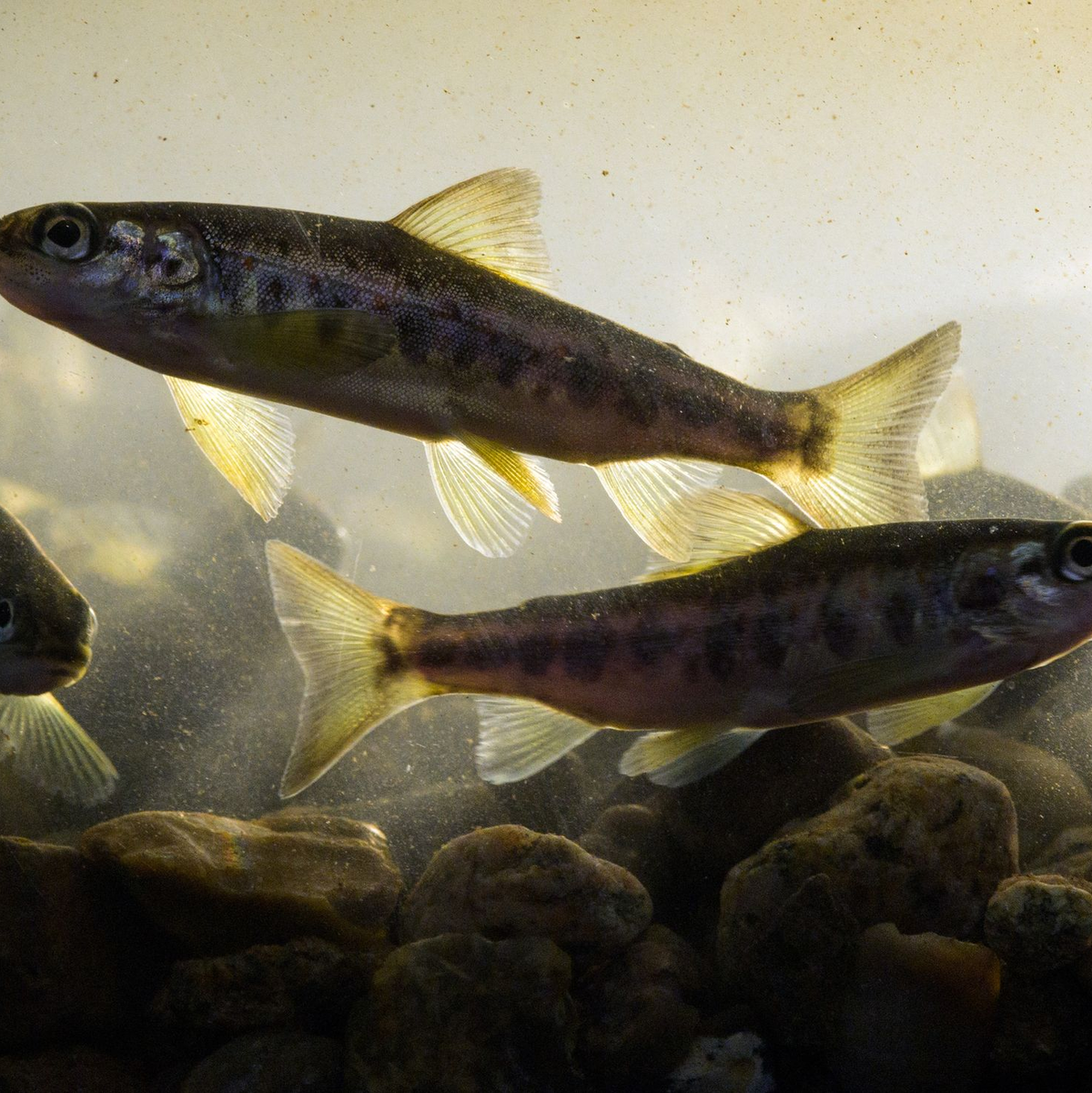 Lachse profitieren von durchgängigen Bächen und Flüssen genauso wie Bachneunaugen, Aale, Forellen und andere. (Archivbild) - Foto: Soeren Stache/dpa-Zentralbild/ZB