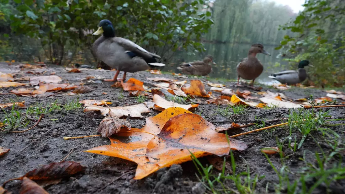 Die Deutsche Wildtier Stiftung warnt eindringlich davor, Enten mit Brot zu füttern. (Archivbild) - Bild: Marcus Brandt/dpa