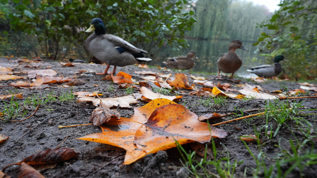 Die Deutsche Wildtier Stiftung warnt eindringlich davor, Enten mit Brot zu füttern. (Archivbild) - Foto: Marcus Brandt/dpa