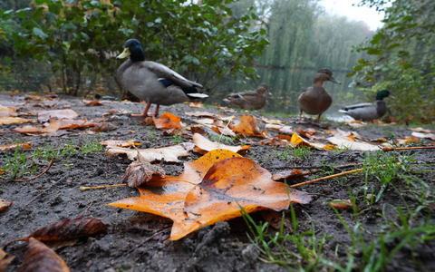 Die Deutsche Wildtier Stiftung warnt eindringlich davor, Enten mit Brot zu füttern. (Archivbild) - Foto: Marcus Brandt/dpa