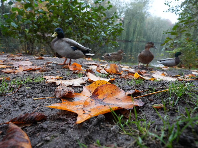 Die Deutsche Wildtier Stiftung warnt eindringlich davor, Enten mit Brot zu füttern. (Archivbild) - Foto: Marcus Brandt/dpa