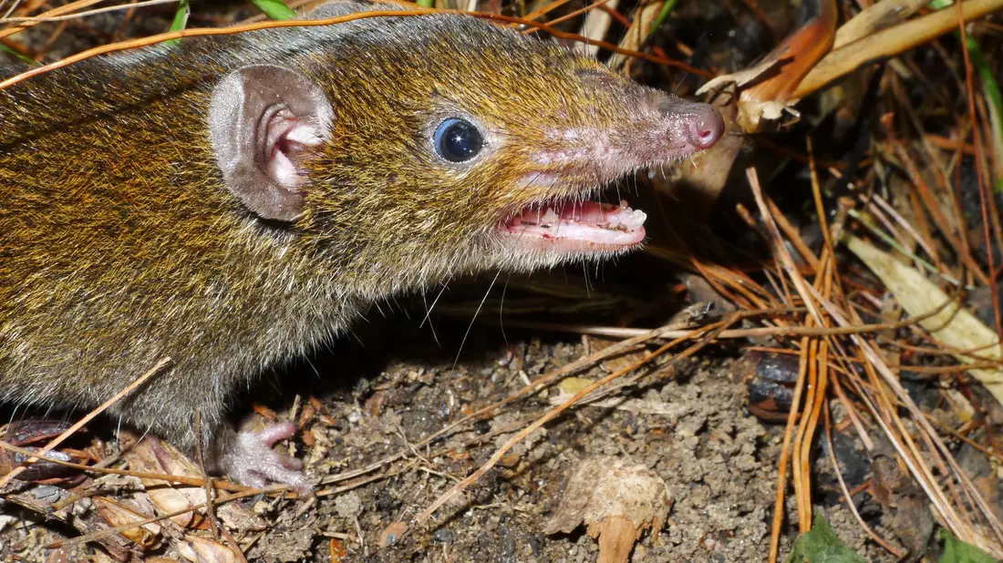Der Kleine Rattenigel hat weiches Fell und scharfe Reißzähne. - Bild: Alexei V. Abramov/WWF/dpa