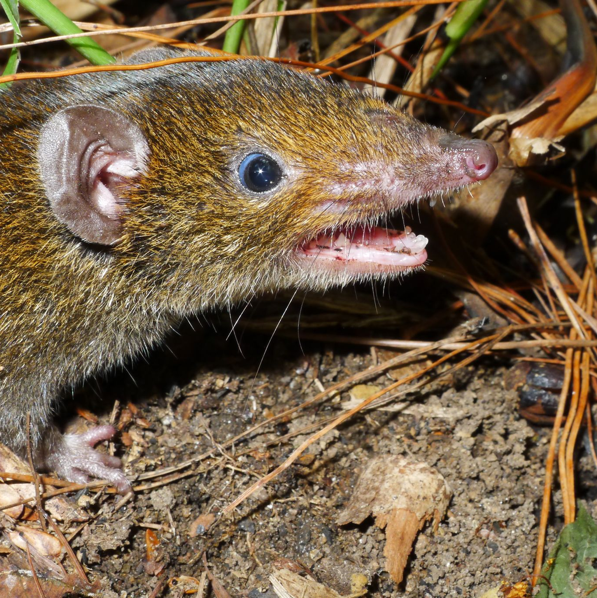 Der Kleine Rattenigel hat weiches Fell und scharfe Reißzähne. - Foto: Alexei V. Abramov/WWF/dpa