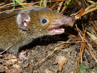 Der Kleine Rattenigel hat weiches Fell und scharfe Reißzähne. - Foto: Alexei V. Abramov/WWF/dpa