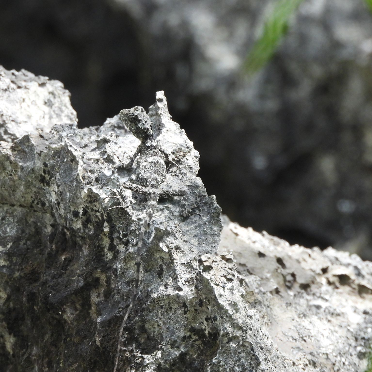 Die Eidechse Laodracon carsticola ist auf einem Stein hervorragend getarnt.  - Foto: Santi Xayyasith/WWF/dpa