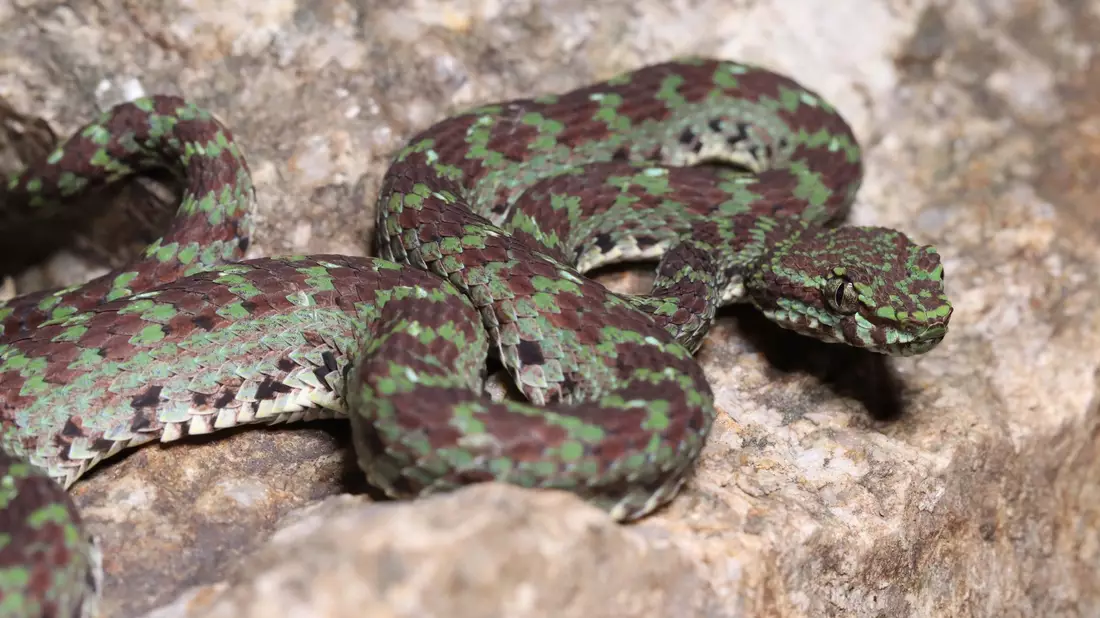 Eine grün-schwarze Grubenotter (Trimeresurus ciliaris) scheint Wimpern zu haben. - Bild: Parinya Pawangkhanant/WWF/dpa
