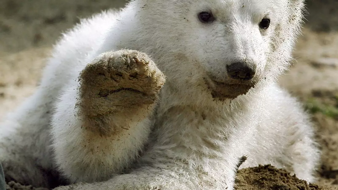 Bei Eisbär Knut spielten die Besucher und Medien des Berliner Zoos lange verrückt. (Archivbild) - Bild: picture alliance / dpa