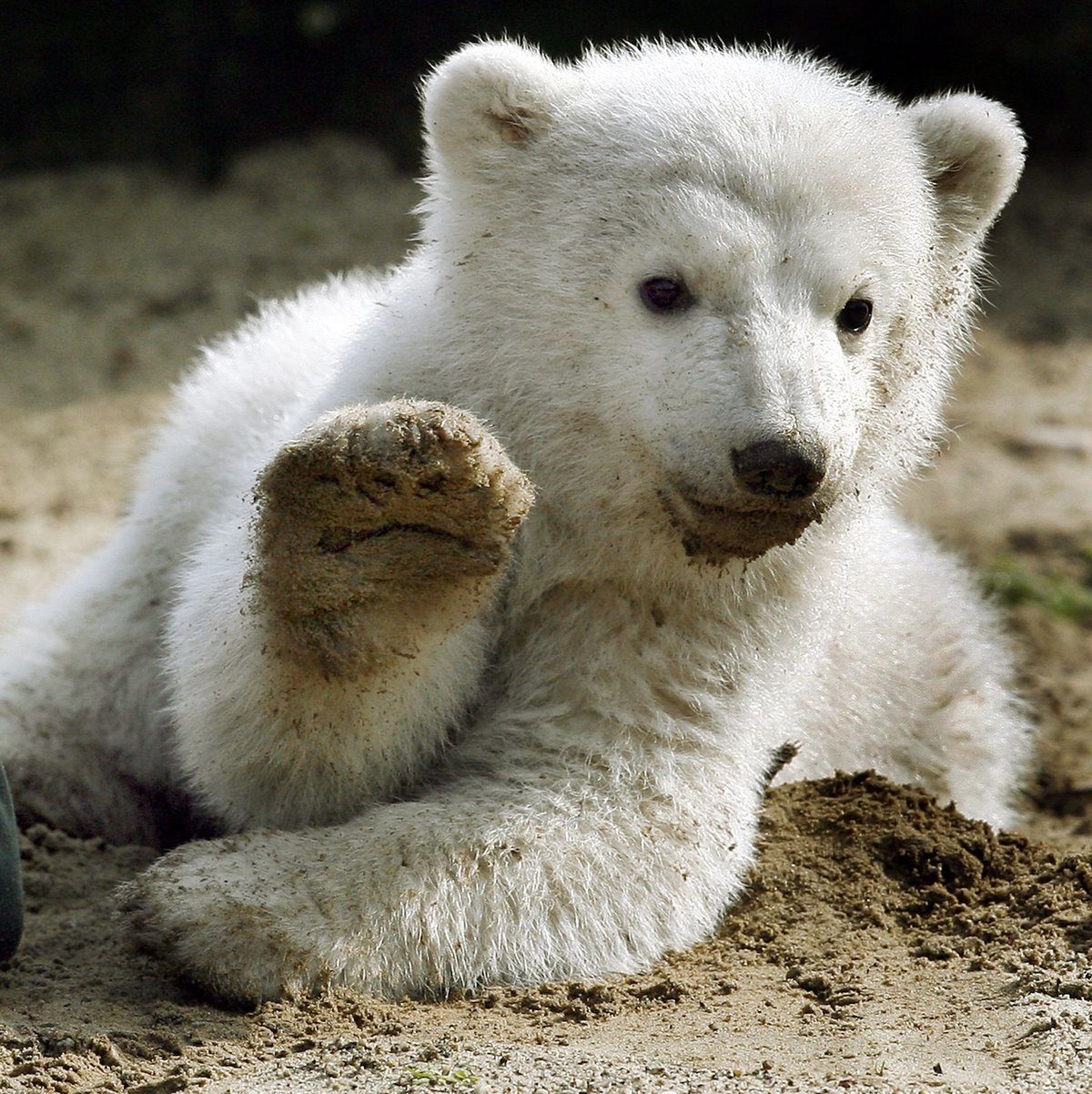 Bei Eisbär Knut spielten die Besucher und Medien des Berliner Zoos lange verrückt. (Archivbild) - Foto: picture alliance / dpa