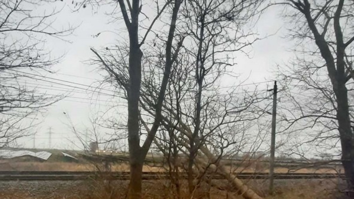 BPOL-FL: Baum in Oberleitung sorgt für Einsatz der Bundespolizei - Foto: presseportal.de