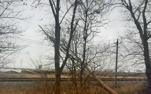 BPOL-FL: Baum in Oberleitung sorgt für Einsatz der Bundespolizei - Foto: presseportal.de