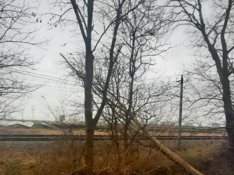 BPOL-FL: Baum in Oberleitung sorgt für Einsatz der Bundespolizei - Foto: presseportal.de