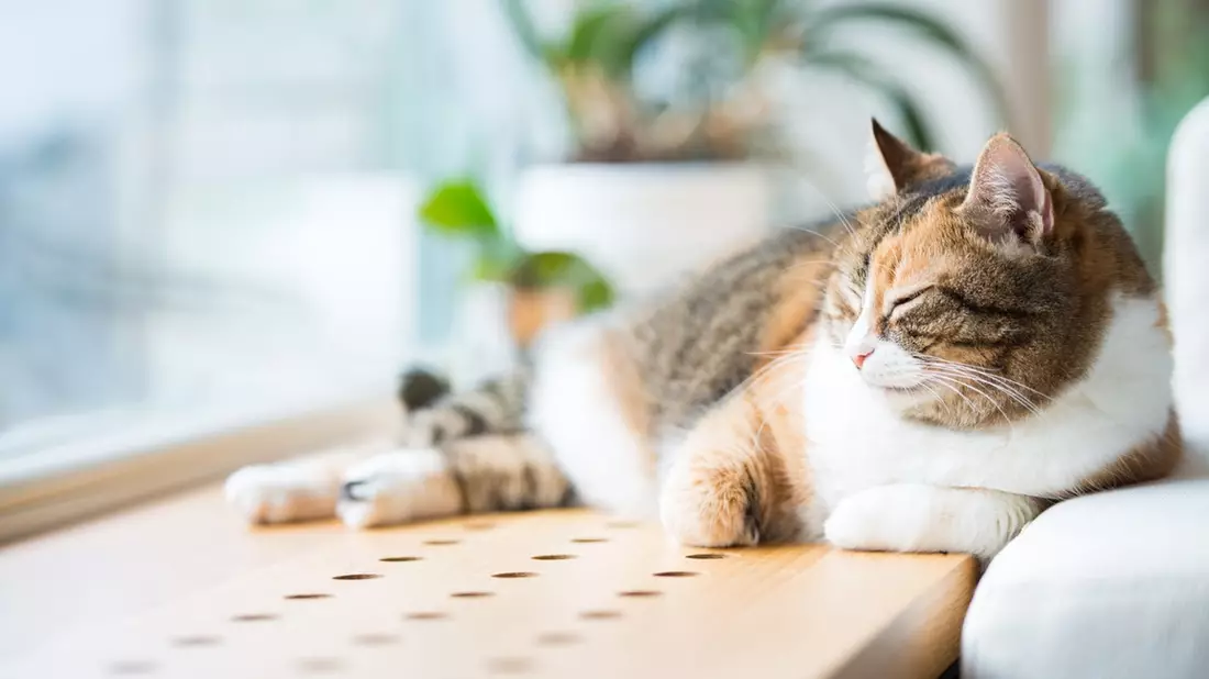 Arthrose bei Katzen: schmerzhaft und doch oft unerkannt - Bild: presseportal.de
