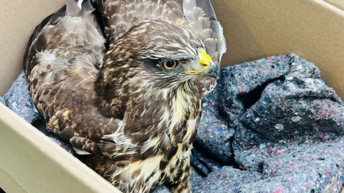 POL-PDLD: Jockgrim - Polizisten retten verletzten Raubvogel - Foto: presseportal.de