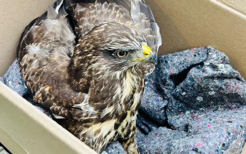 POL-HI: Verletzter Greifvogel legt Verkehr auf der A7 lahm - Beamte der Autobahnpolizei Hildesheim als Tierretter im Einsatz - Foto: presseportal.de