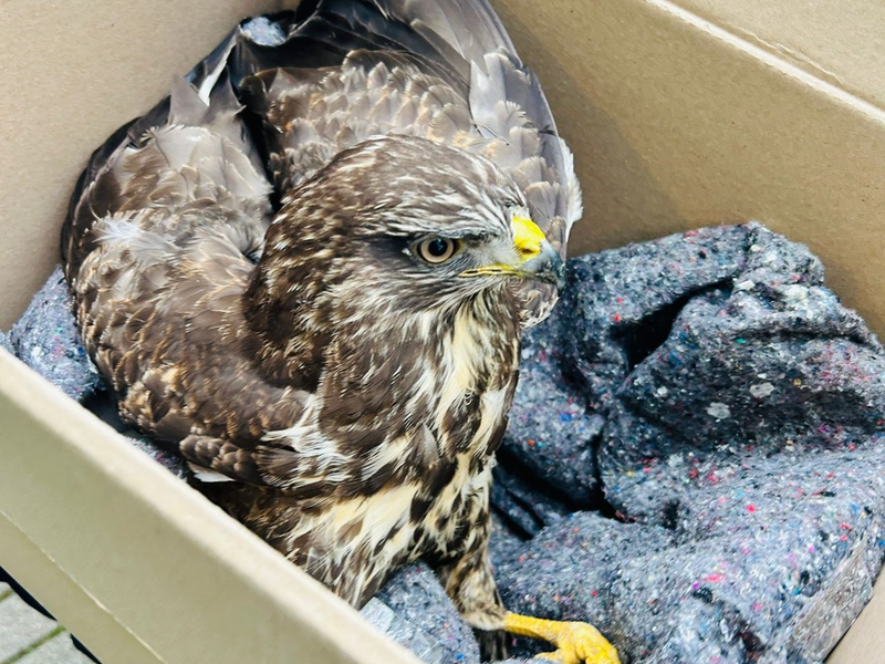 POL-PDLD: Jockgrim - Polizisten retten verletzten Raubvogel - Foto: presseportal.de