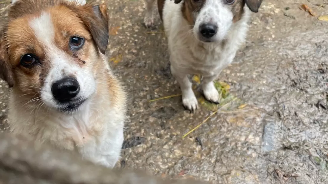 POL-STD: Veterinäramt Landkreis Stade nimmt Hundehalterin Tiere weg - Polizei unterstützt, Kupferdiebe an zwei Firmengebäuden in Stade, Zwei Autos am Horneburger Bahnhof aufgebrochen - Bild: presseportal.de