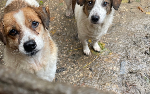 POL-STD: VeterinĂ€ramt Landkreis Stade nimmt Hundehalterin Tiere weg - Polizei unterstĂŒtzt, Kupferdiebe an zwei FirmengebĂ€uden in Stade, Zwei Autos am Horneburger Bahnhof aufgebrochen - Foto: presseportal.de POL-STD: VeterinĂ€ramt Landkreis Stade nimmt Hundehalterin Tiere weg - Polizei unterstĂŒtzt, Kupferdiebe an zwei FirmengebĂ€uden in Stade, Zwei Autos am Horneburger Bahnhof aufgebrochen - Foto: presseportal.de