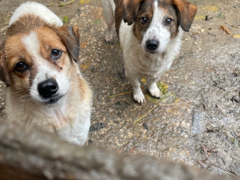 POL-STD: Veterinäramt Landkreis Stade nimmt Hundehalterin Tiere weg - Polizei unterstützt, Kupferdiebe an zwei Firmengebäuden in Stade, Zwei Autos am Horneburger Bahnhof aufgebrochen - Foto: presseportal.de