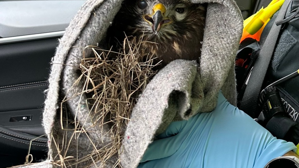 POL-DA: Südhessen/ A5: Streife rettet verletzten Mäusebussard von Straenrand - Foto: presseportal.de