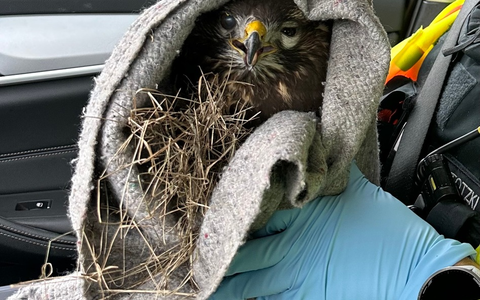 POL-DA: Südhessen/ A5: Streife rettet verletzten Mäusebussard von Straenrand - Foto: presseportal.de