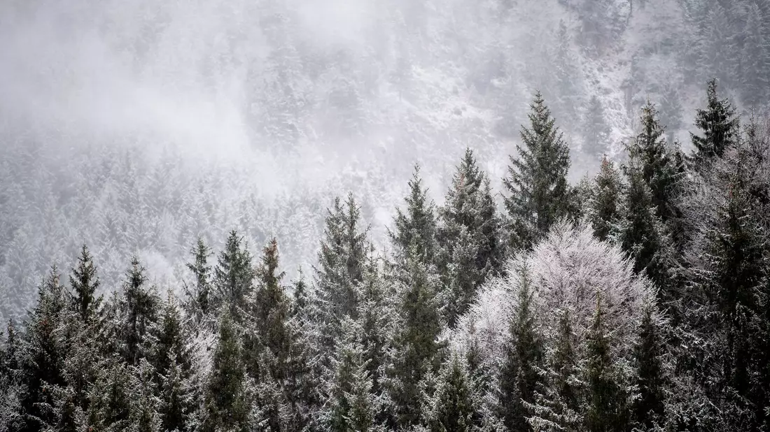 Viele Menschen wollen einen Weihnachtsbaum im Wald selbst schlagen. (Illustration) - Bild: Matthias Balk/dpa