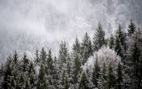 Viele Menschen wollen einen Weihnachtsbaum im Wald selbst schlagen. (Illustration) - Foto: Matthias Balk/dpa