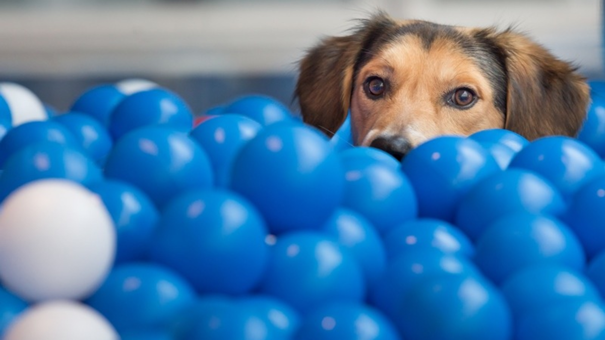 Tierisch gutes Teamwork: Fressnapf und PAYBACK machen weiter gemeinsame Sache! - Foto: presseportal.de