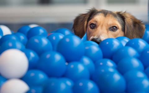 Tierisch gutes Teamwork: Fressnapf und PAYBACK machen weiter gemeinsame Sache! - Foto: presseportal.de