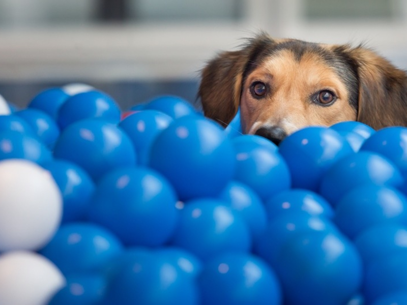 Tierisch gutes Teamwork: Fressnapf und PAYBACK machen weiter gemeinsame Sache! - Foto: presseportal.de