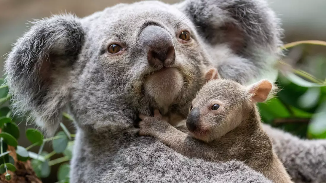 Die kleinen Baby-Koalas haben ihre Beutel verlassen. - Bild: Birgger Meierjohann/Wilhelma Stuttgart/dpa