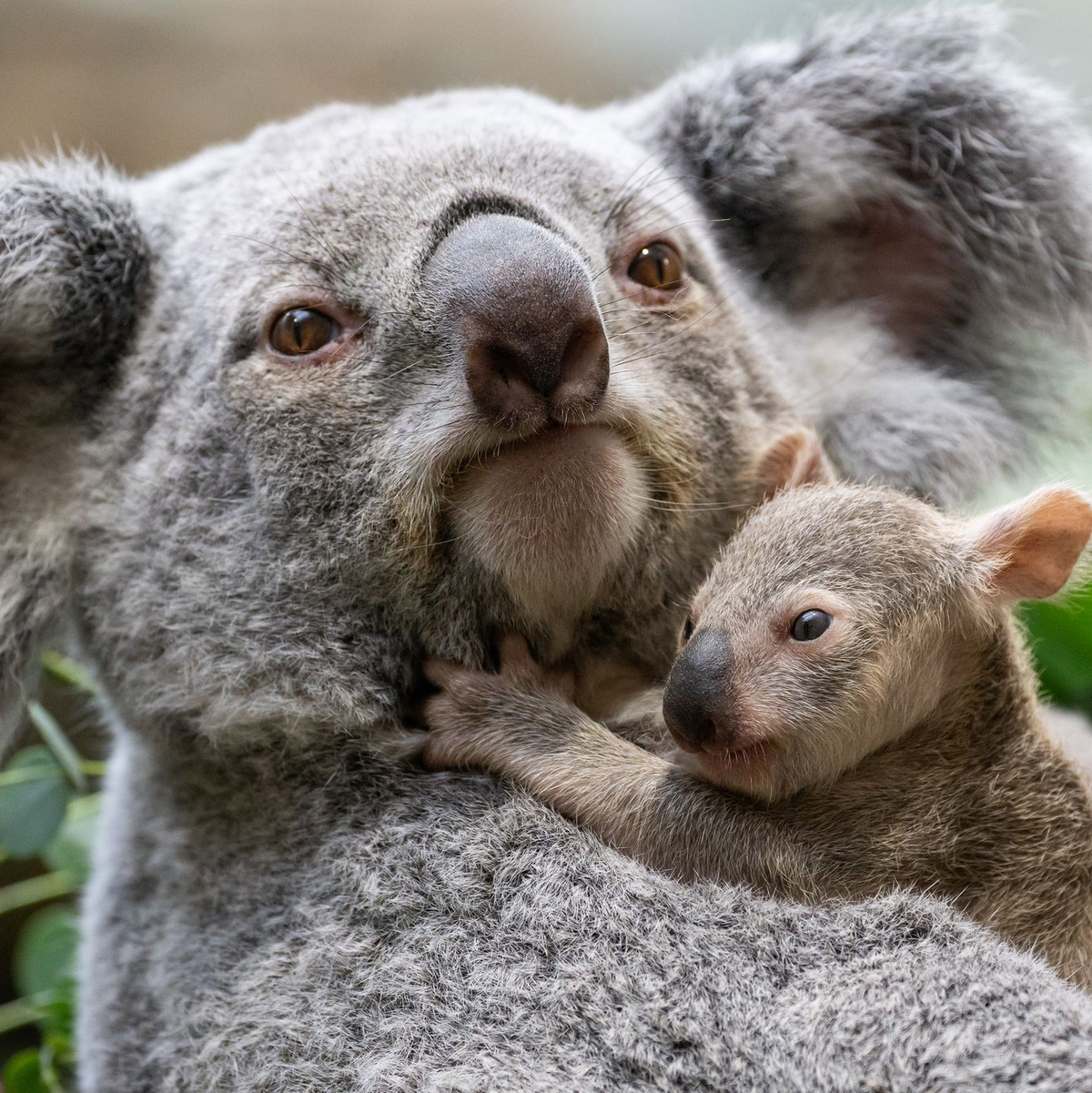 Die kleinen Baby-Koalas haben ihre Beutel verlassen. - Foto: Birgger Meierjohann/Wilhelma Stuttgart/dpa