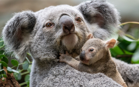 Die kleinen Baby-Koalas haben ihre Beutel verlassen. - Foto: Birgger Meierjohann/Wilhelma Stuttgart/dpa