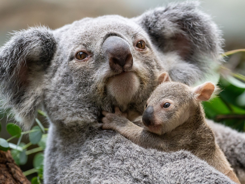 Die kleinen Baby-Koalas haben ihre Beutel verlassen. - Foto: Birgger Meierjohann/Wilhelma Stuttgart/dpa
