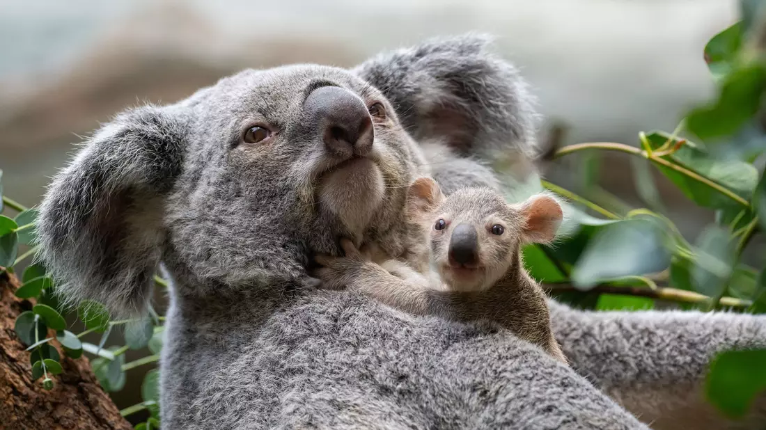 Die kleinen Baby-Koalas schauen ab und an schon neugierig, was sich um sie herum so tut. - Bild: Birger Meierjohann/Wilhelma/dpa