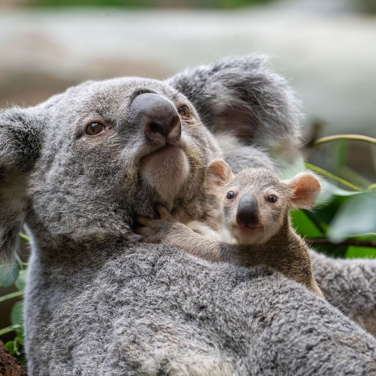 Die kleinen Baby-Koalas schauen ab und an schon neugierig, was sich um sie herum so tut. - Foto: Birger Meierjohann/Wilhelma/dpa