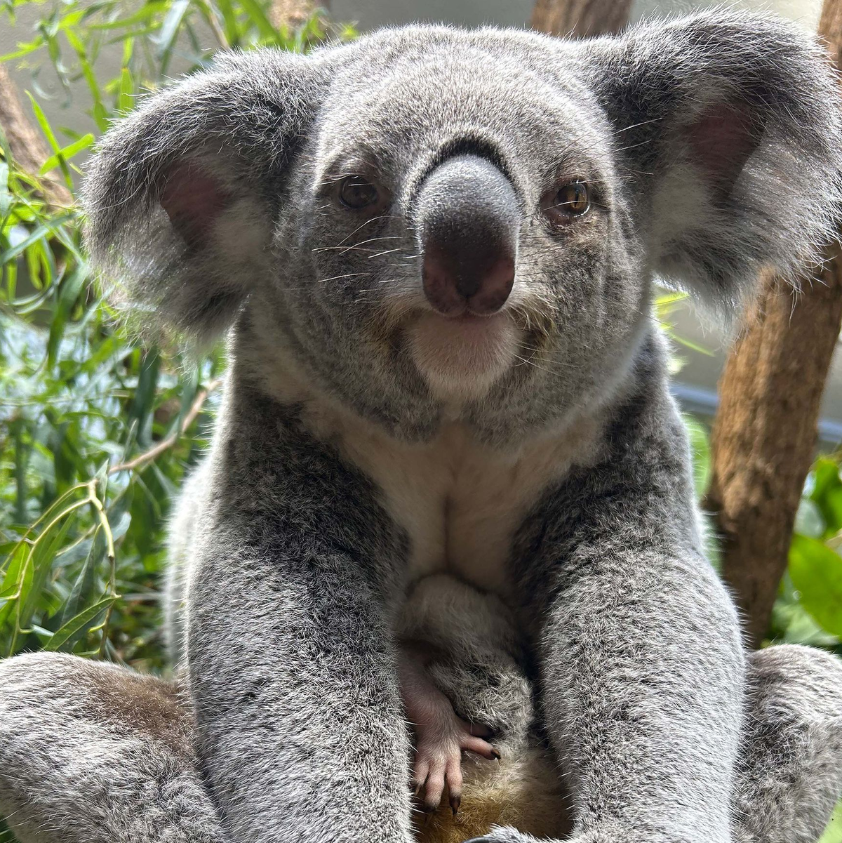 Ganz vorsichtig strecken die jungen Tiere Köpfchen und Beinchen aus dem Beutel der Mama. - Foto: -/Wilhelma/dpa