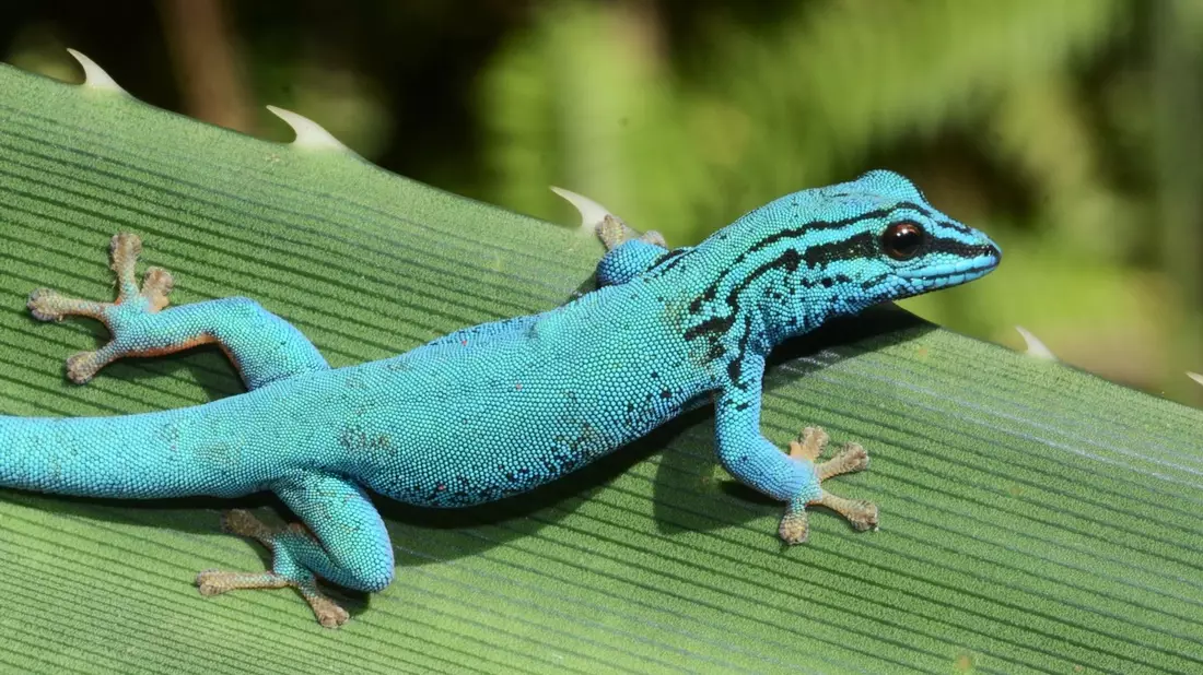 Zootier des Jahres 2024: Geckos schützen, Lebensräume bewahren / Kampagne zieht Bilanz über Erfolge - Bild: presseportal.de
