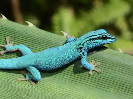 Zootier des Jahres 2024: Geckos schützen, Lebensräume bewahren / Kampagne zieht Bilanz über Erfolge - Foto: presseportal.de