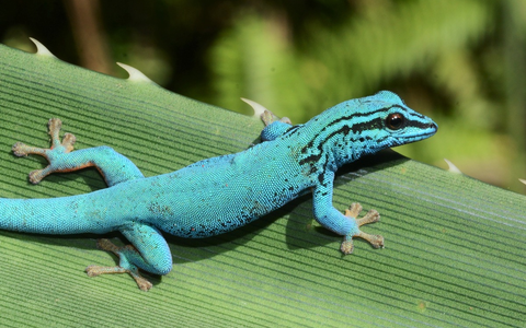 Zootier des Jahres 2024: Geckos schützen, Lebensräume bewahren / Kampagne zieht Bilanz über Erfolge - Foto: presseportal.de