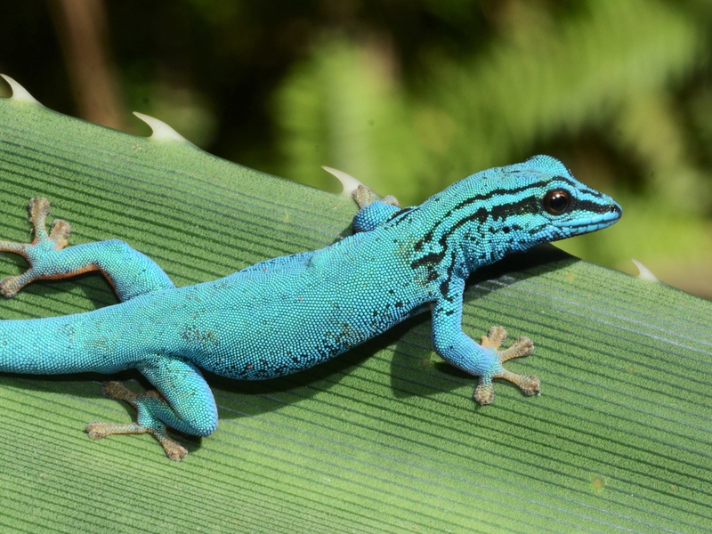 Zootier des Jahres 2024: Geckos schützen, Lebensräume bewahren / Kampagne zieht Bilanz über Erfolge - Foto: presseportal.de